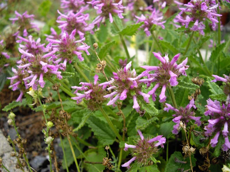Stachys officinalis en fleurs dans une prairie maigre d'Espagne
